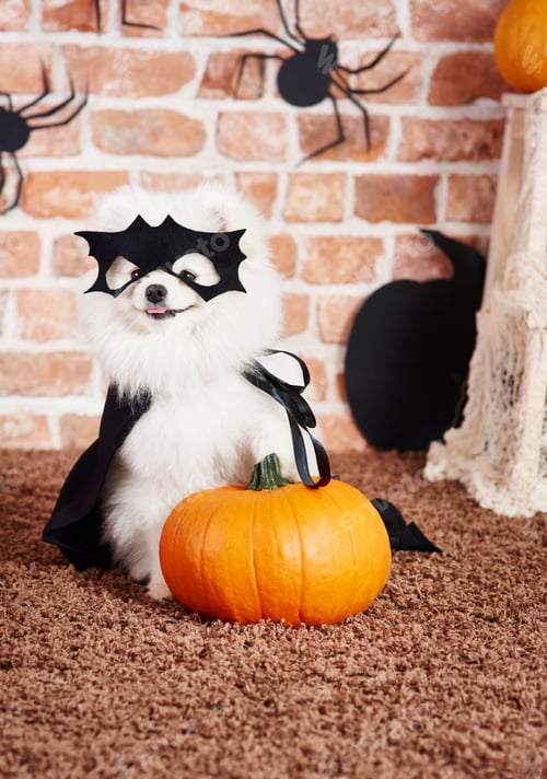 Preview: Dog in superhero costume holding a pumpkin