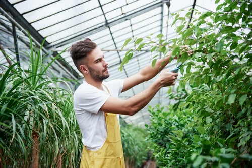 Preview: Plants are constantly in need of care. Attractive sylish bearded man works in hothouse