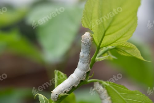 Preview: silkworm