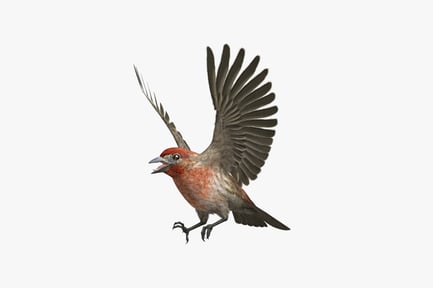 Preview: House finch with spread wings and open beak