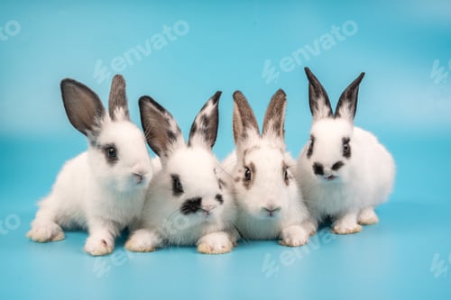Preview: bunny Easter fluffy baby rabbit or new born rabbit.