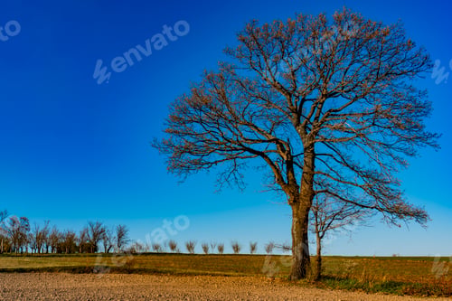 Preview: Solitary tree stands tall against a clear blue sky on a crisp spring day