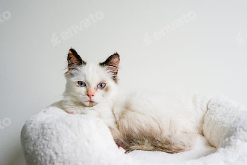 Preview: Kitten resting in her scratching tree .