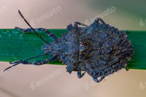 Preview: small, blue-colored marmorated stink bug perched atop a bright green stem