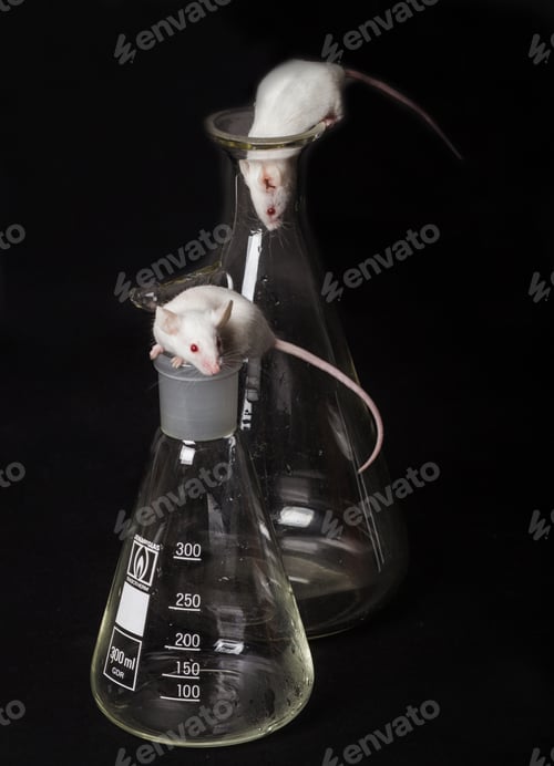 Preview: Two white laboratory mice in the flask and on the another flask