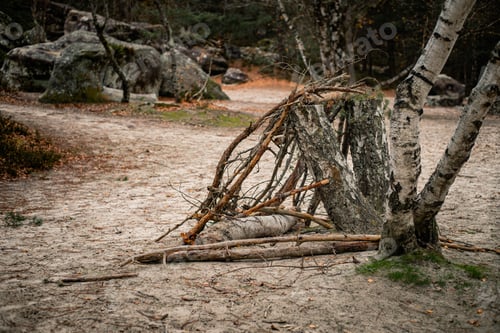 Preview: Tree next to a pile of twigs in the Trois Pignons Forest of Fontainebleau, France