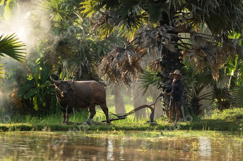Preview: Farmers and their lifestyle of rice farming based on the seasons