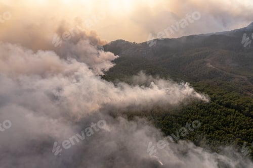 Preview: Big Forest Fire Fighting