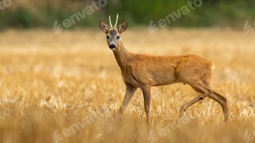 Preview: Roe deer male with small antlers standing on dry stubble field in summer