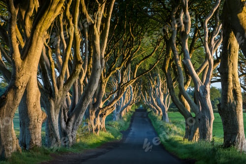 Preview: Dark Hedges - Northern Ireland