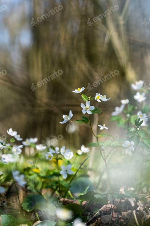 Preview: Spring flowers