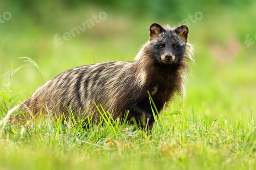 Preview: Interested raccoon dog facing camera in green natural environment