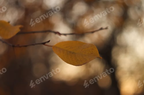 Preview: last yellow leaf hanging on the branch of the tree on blurred background of late autumn woodland. Sy