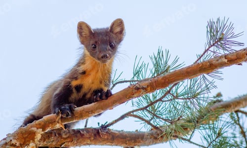 Preview: Closeup of a European pine marten