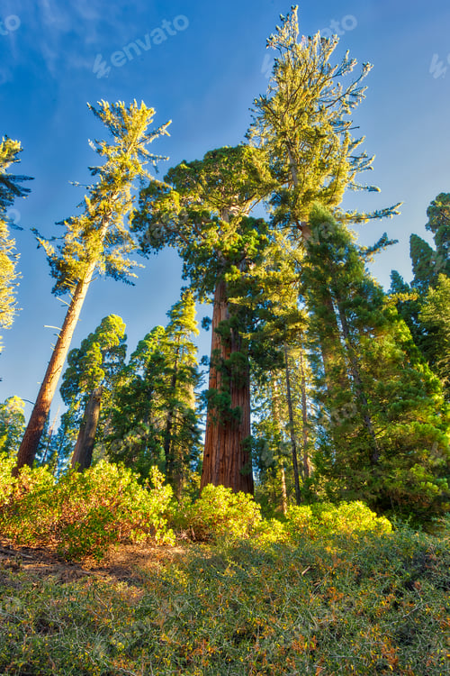 Preview: Sequoia Giant, General Grant Grove, Sequoia & Kings Canyon National Park