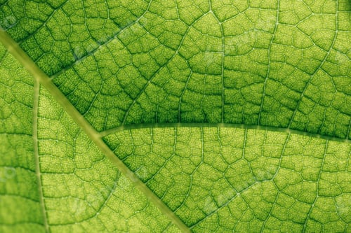 Preview: macro texture of natural green leaf