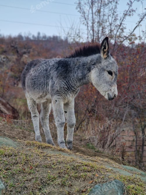 Preview: Small donkey stands in a grassy field near a lush, green forest