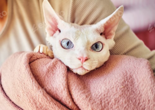 Preview: Portrait of a Sphynx Devon Rex cat with bare eyes. Close-up of a purebred domestic animal.