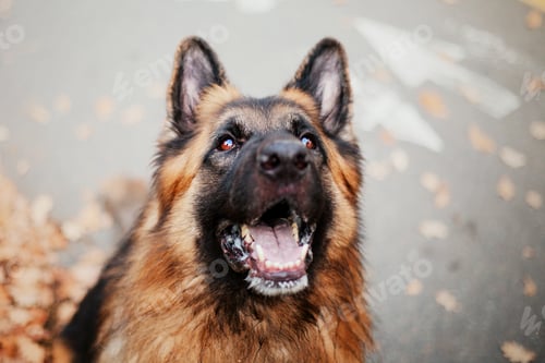 Preview: German Shepherd dog with leaves in autumn. Dog in nature. Autumn mood. Shepherd dog in falling leave