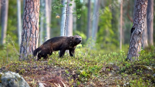 Preview: Wolverine in a forest in Finland