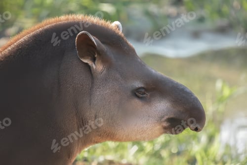 Preview: Lowland Tapir face (Tapirus terrestris)