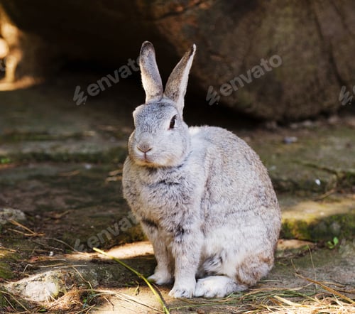Preview: Closeup of a cute bunny sitting on the ground in the zoo