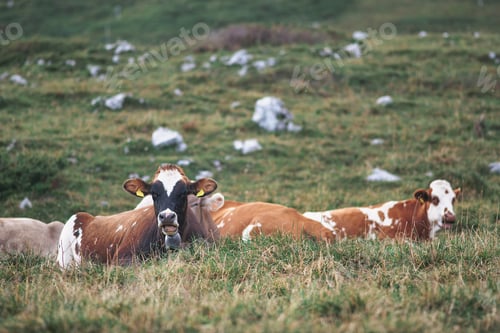Preview: Some cows on the ground in the meadow