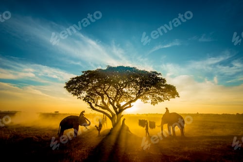 Preview: Elephants at sunrise in Thailand