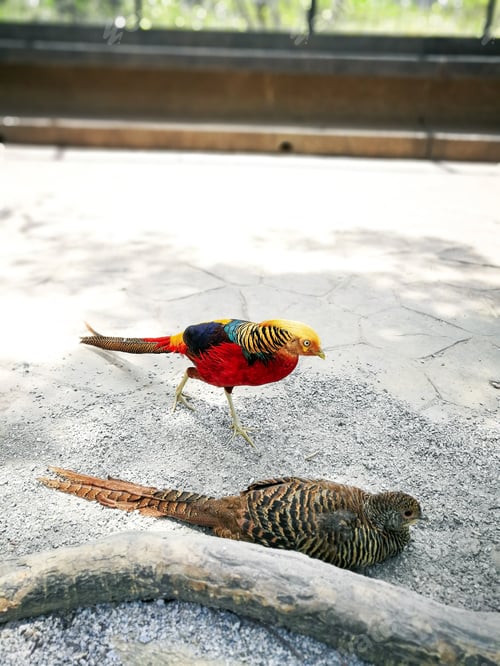 Vista previa: Colorful birds are resting on the ground