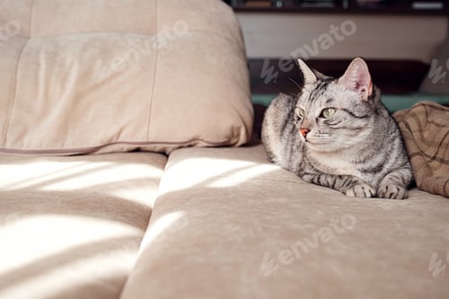 Preview: Portrait of a pretty cat is sitting on a sofa.