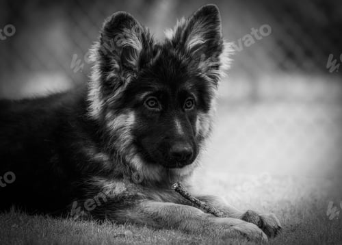Preview: Adorable German Shepherd dog sitting on a lush green lawn