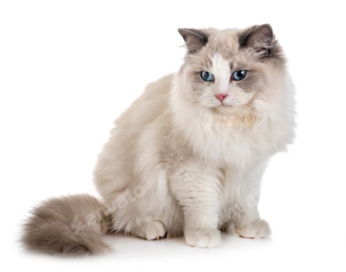 Preview: ragdoll cat in studio