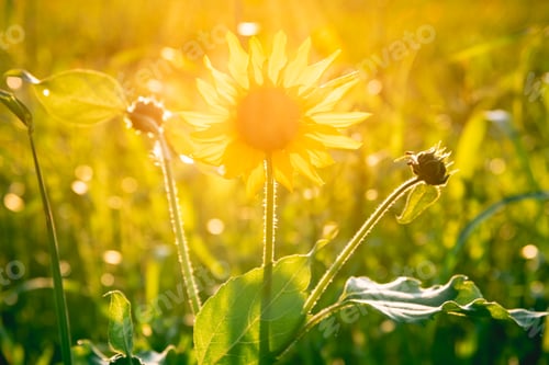 Preview: Beautiful sunflower in the field at sunset. Concept of summer, sun