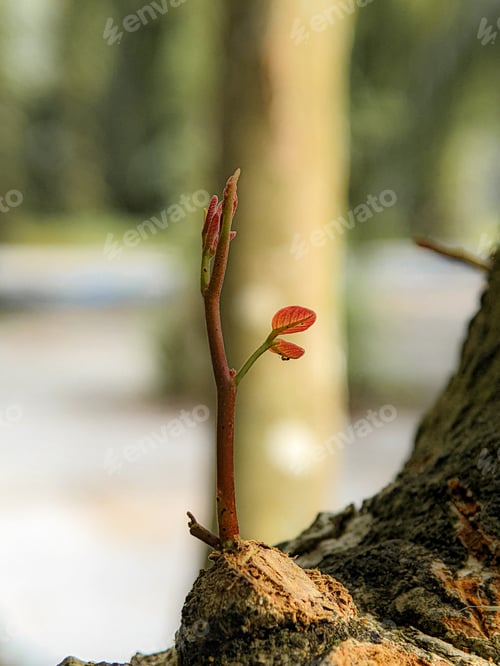 Preview: Closeup of a red sapling starting to grow on a large tree branch