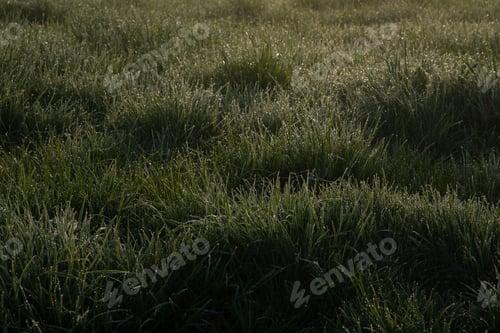 Preview: Morning Glade. Green fresh grass is covered with dew. Dawn.