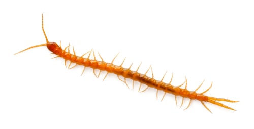 Preview: Centipede in front of white background