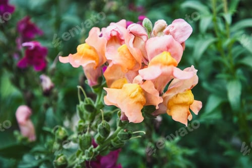 Preview: Snapdragon Antirrhinum majus flowers in the garden closeup