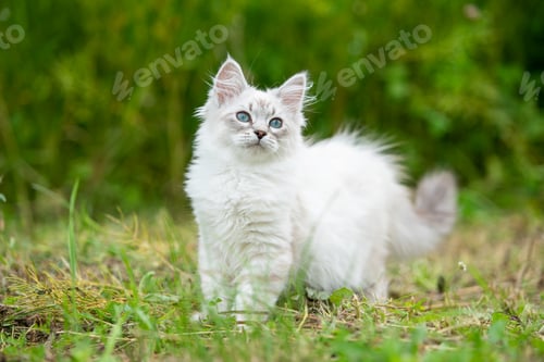 Preview: Adorable white kitten with blue eyes