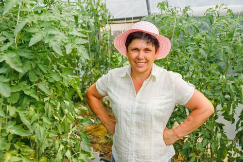 Preview: Smiling Woman Gardening in Greenhouse with Tomato Plants