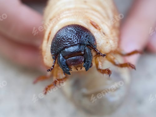 Preview: Beetle larvae