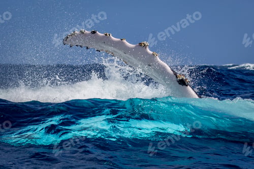 Preview: Humpback whale (Megaptera novaeangliae) in the waters of Tonga