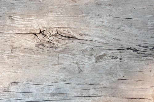 Preview: old grunge trunk wood crack floor texture background in morning sunlight.