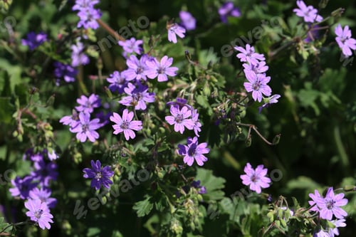 Preview: Closeup shot of beautiful purple browallia speciosa flowers in a garden