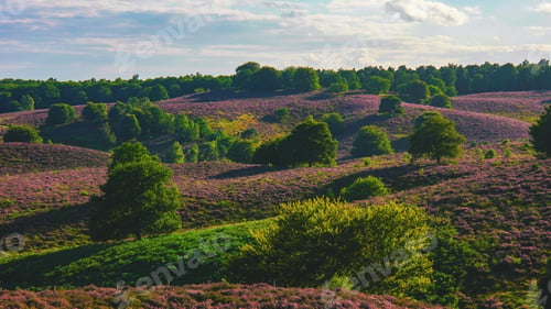 Preview: Blooming Heather fields, purple pink heather in bloom, blooming heater in the Netherlands