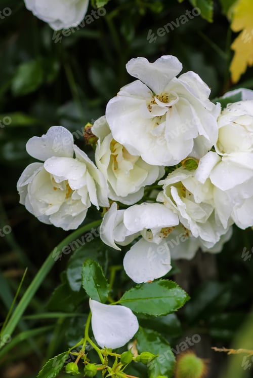Preview: Rain drops on the petals of a white rose flowers in a summer garden.