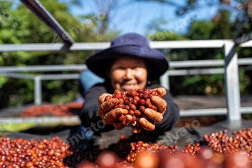 Preview: Farmer use hand turn coffee beans upside down berries drying natural process under sun light