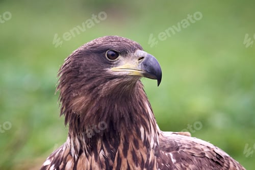 Preview: White-tailed eagle (Haliaeetus albicilla)