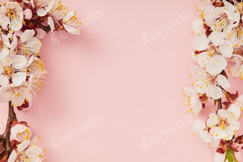 Preview: top view of tree branches with blooming spring flowers on pink background