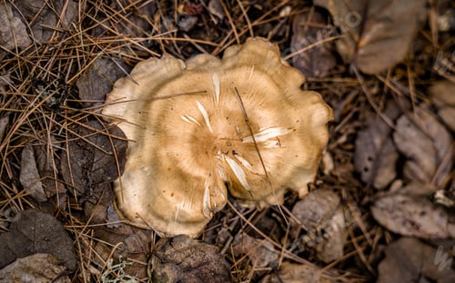 Preview: fresh Wild mushroom