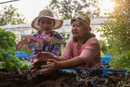 Preview: Farmer woman an interest in plant health, growth an organic or sustainable growing environment